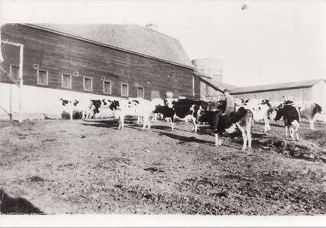 Bayer dairy barn